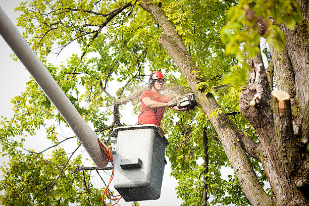 How Our Tree Care Process Works  in Blue Point, NY